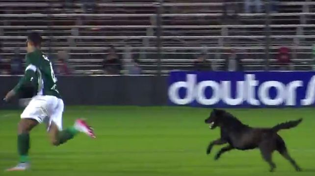 Un perro no aguantó que a su equipo le hicieran un gol y persiguió al goleador Un perro no aguantó que a su equipo le hicieran un gol y persiguió al goleador