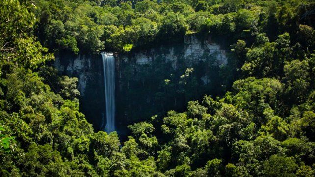 Senderos en la selva