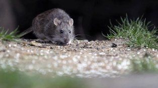 Leptospirosis en Santa Fe: el departamento La Capital es el que concentra la mayor cantidad de casos