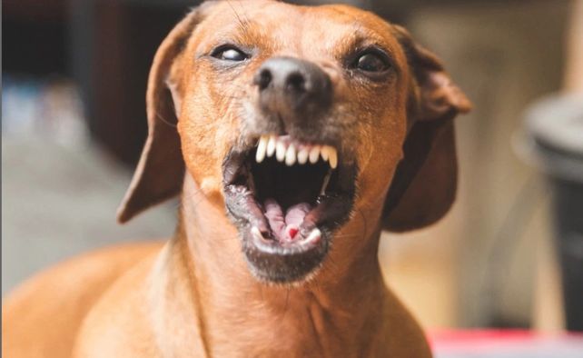 En el país 86 personas murieron en 13 años por mordeduras de perros