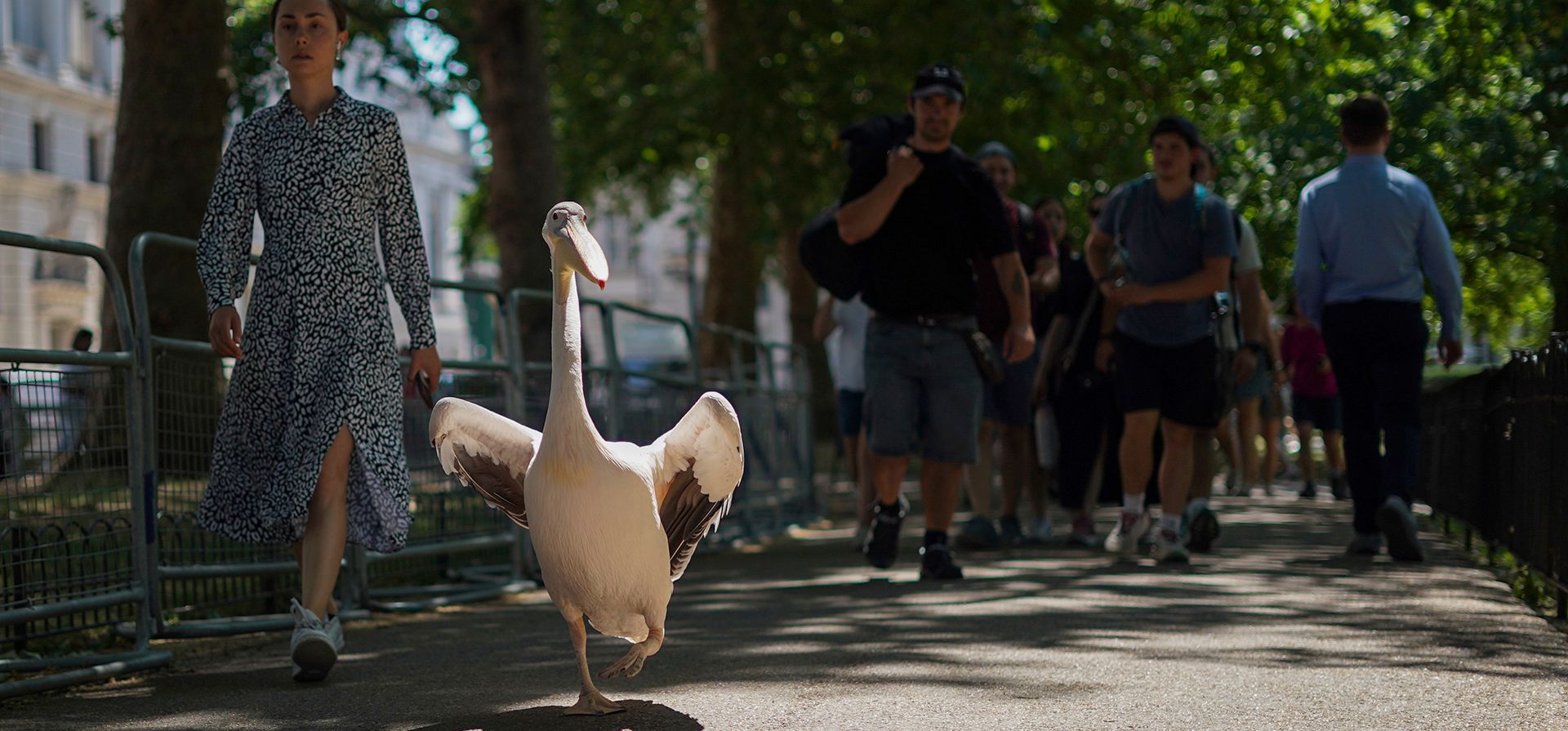 Un pelícano pasea por St James's Park, en Londres, el miércoles 8 de julio de 2026. (Foto AP/Alberto Pezzali) Un pelícano pasea por St James's Park, en Londres, el miércoles 8 de julio de 2026. (Foto AP/Alberto Pezzali)
