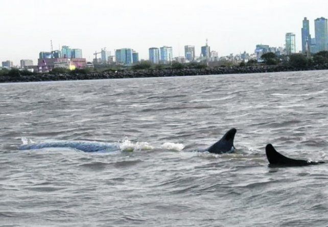 Es inminente la muerte de la ballena encallada en Dock Sud