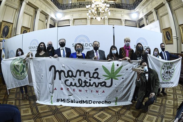 El Senado aprobó el marco regulatorio de producción de cannabis medicinal