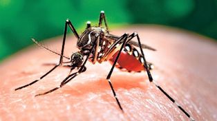 Llegó la invasión de mosquitos a Santa Fe: por qué no hay que fumigar&nbsp;