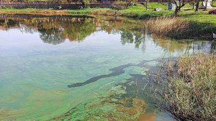 Advierten por cianobacterias peligrosas en Entre Ríos