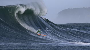 Descubren por qué los tiburones atacan a los surfistas