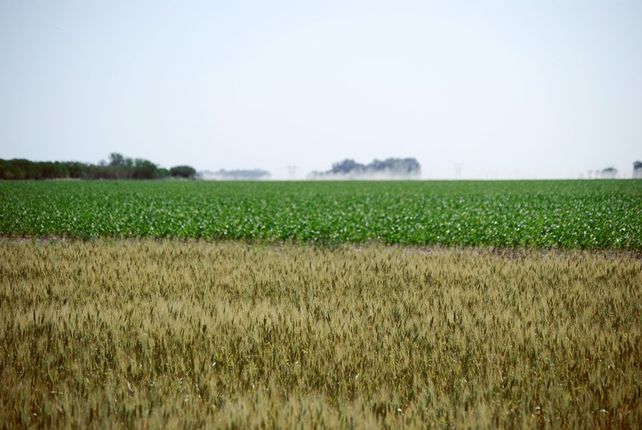 Bioeconomía, una estrategia para reducir el estrés sobre el ambiente