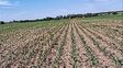 La sequía afecta al sur entrerriano y genera preocupación por la caída de los rindes de maíz y soja