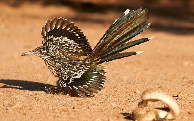 Las maravillosas imágenes que celebran la diversidad de la flora y fauna del planeta
