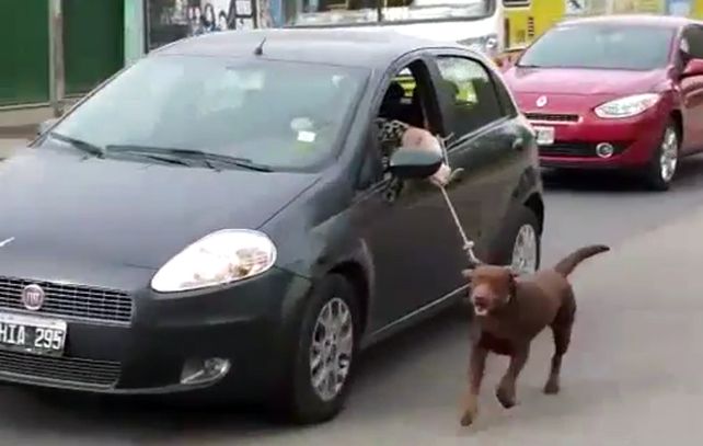 Multaron a una mujer por pasear a su perro atado al auto en Neuquén