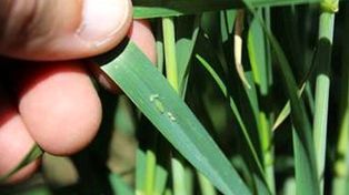 Pulgones y gusano blanco amenazan al trigo