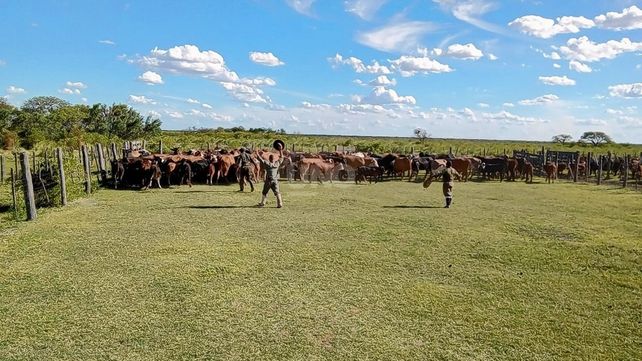 Se continúa con la investigación por el Robo del Siglo de ganado ene le norte de la provincia.
