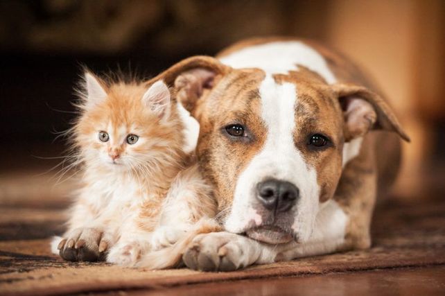 París lanzará un seguro subsidiado de salud para las mascotas