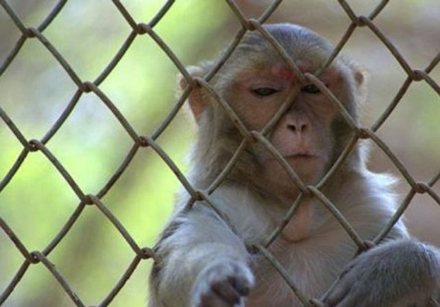 Un mono fue capturado y encarcelado por ladrón en la India