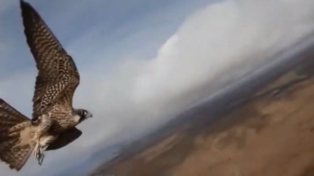 Un halcón salió de caza, capturó un drone y se lo llevó