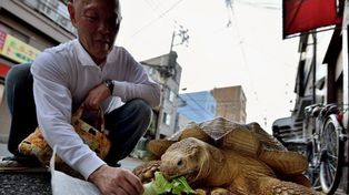 La insólita historia del sepulturero japonés que pasea con correa a su tortuga