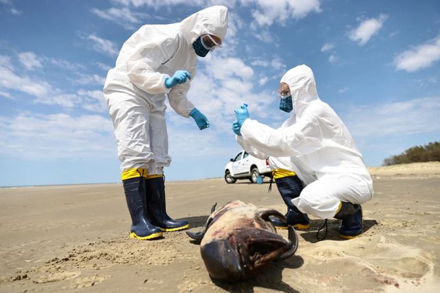 Un equipo especializado recogiendo muestras de un delfín muerto en Brasil.&nbsp;