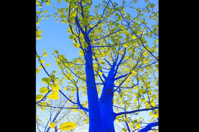 Arte ecológico: los impactantes árboles azules