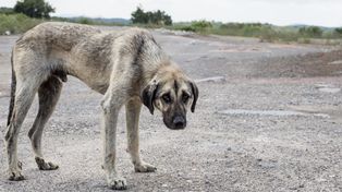 Se tratará en Diputados la ley Conan contra el maltrato animal