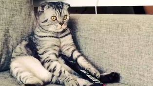 Un gato se hizo rico gracias a las fotos subidas a las redes sentado como humano