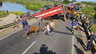 El camión que transportaba ganado volcó a la altura de San Pedro.