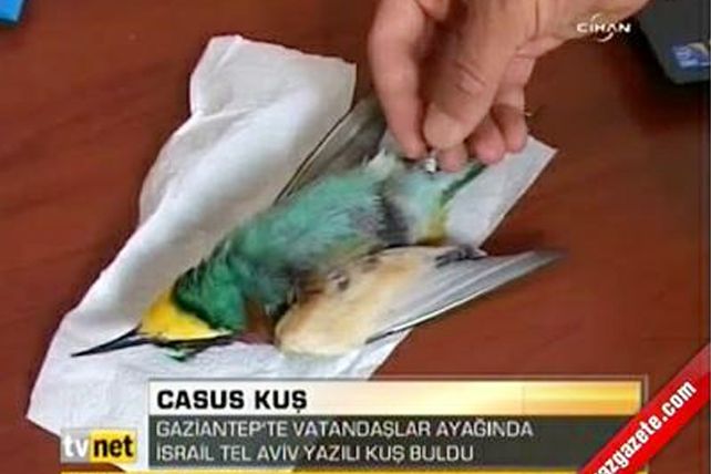 En Turquía confundieron un pajaro con un espía y se desató el pánico