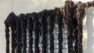 Las langostas están ya muy cerca del territorio entrerriano