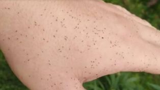 Los trips, la plaga de insectos diminutos que migró de los cultivos de soja a Rosario