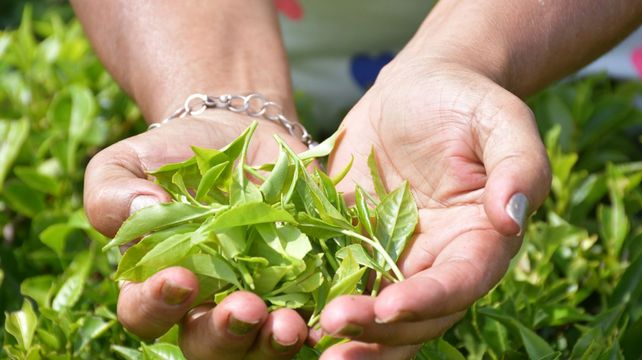 El té argentino se posiciona en el mercado mundial