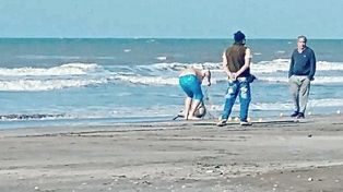 Pescador se llevó un delfín en peligro de extinción.
