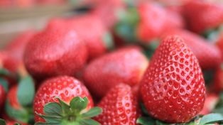 Aparecieron las primeras frutillas a casi 300 pesos el kilo