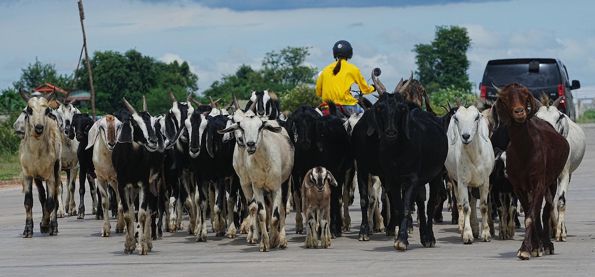 Un rebaño de cabras camina por una calle después de pastar en las afueras de Phnom Penh, Camboya, el lunes 29 de septiembre de 2025. (Foto AP/Heng Sinith) Un rebaño de cabras camina por una calle después de pastar en las afueras de Phnom Penh, Camboya, el lunes 29 de septiembre de 2025. (Foto AP/Heng Sinith)