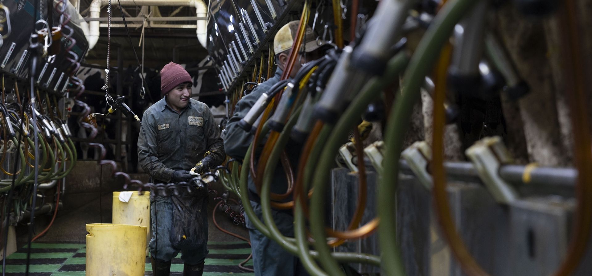 Trabajadores ordeñan vacas en Twin Birch Dairy el viernes 21 de marzo de 2025, en Skaneateles, Nueva York. (Caitlyn Daproza vía AP) Trabajadores ordeñan vacas en Twin Birch Dairy el viernes 21 de marzo de 2025, en Skaneateles, Nueva York. (Caitlyn Daproza vía AP)