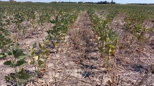 Santa Fe analiza prorrogar la emergencia agropecuaria por sequía hasta 2024