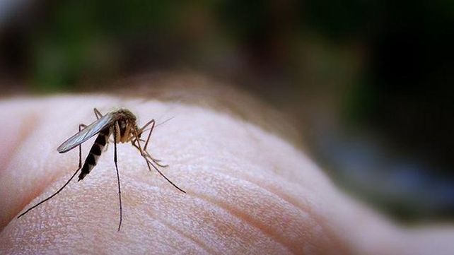 Los cinco factores que atraen las picaduras de mosquito