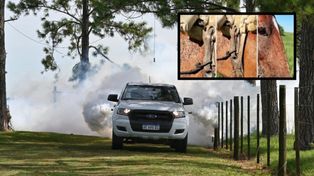 Invasión de mosquitos en Colonia Mascías: operativo territorial, fumigación y recomendaciones a personas y animales