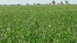 Alfalfa:  cuáles son los secretos para un forraje de calidad
