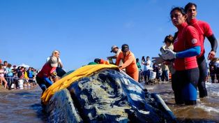 Trabajan contrarreloj para rescatar a una ballena varada