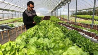 Esta herramienta busca poner en valor los alimentos locales mediante el comercio electrónico.