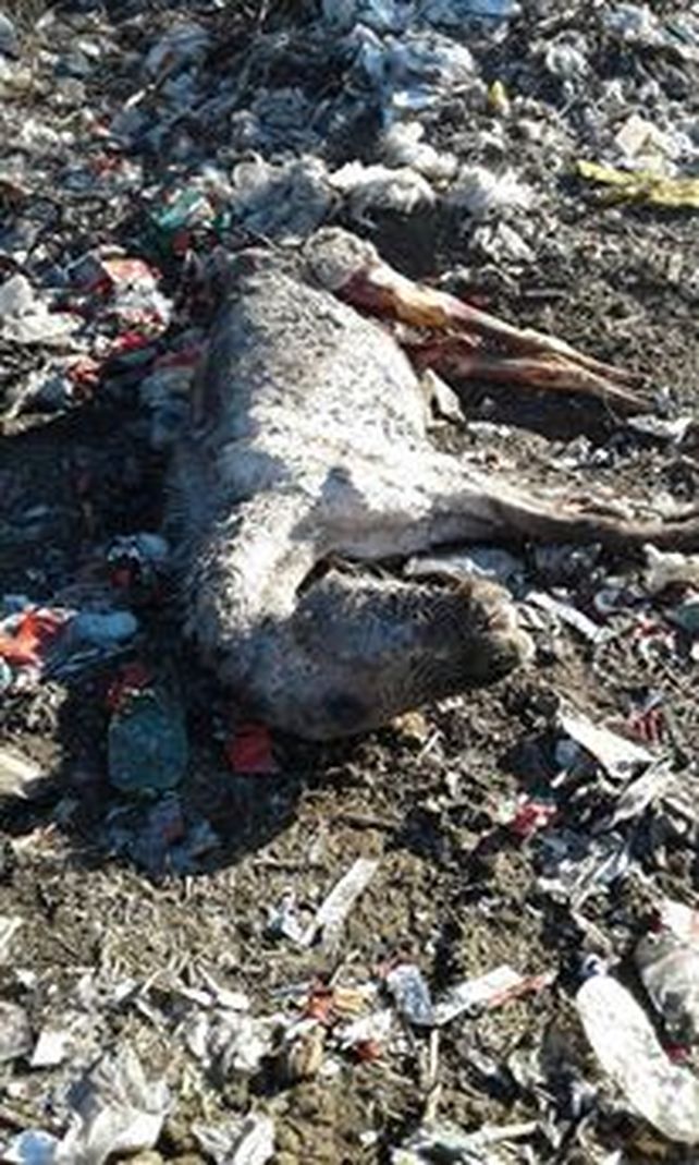 Los caballos maltratados de Viale fueron trasladados del basural a un campo