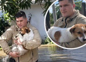 No importa si es una vida humana o no, es una vida, el rescate de dos perros de un periodista
