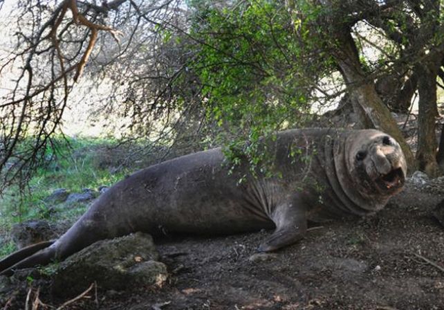 La insólita travesía de un elefante marino que fue encontrado en un campo