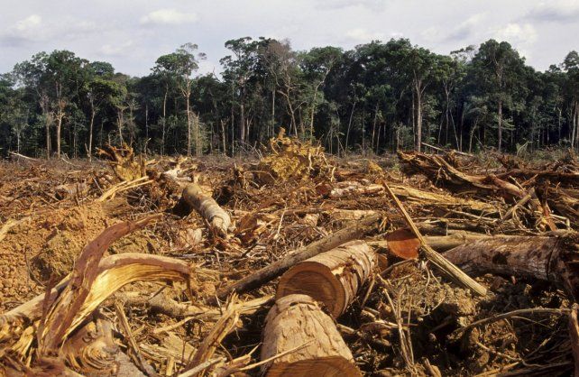 Deforestación. Estamos obligados a que el campo sea una actividad económica sustentable