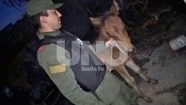 Gendarmería recupero al potrillo robado.&nbsp;