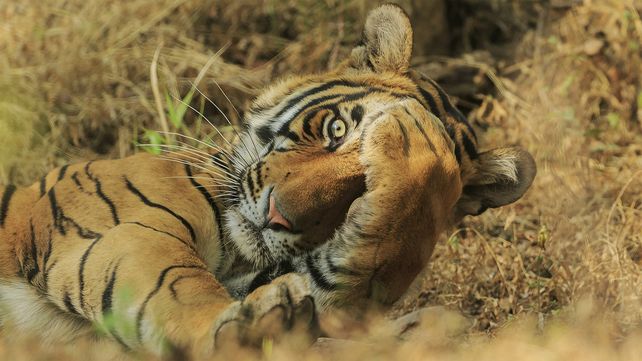 Las divertidas imágenes  del Comedy Wildlife Photography Awards 2020