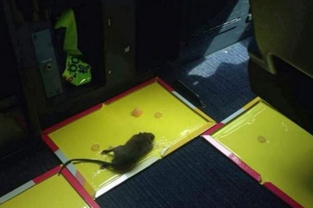 Se sospecha que la rata iba en alguna de las furgonetas que llevan la comida para los pasajeros.
