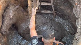Policías de la Brigada Ecológica intentan sacar al caballo del pozo séptico.&nbsp;