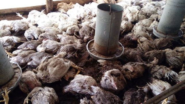 La tormenta provocó la muerte de miles de pollos en zonas rurales