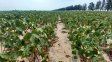 Emergencia agropecuaria: la comisión nacional avaló la prórroga para el norte de Santa Fe