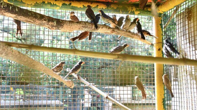 Rescate de fauna silvestre